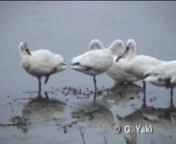 カモハクチョウ - ML201003231