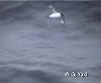 Pintado Petrel (Antarctic) - ML201003241