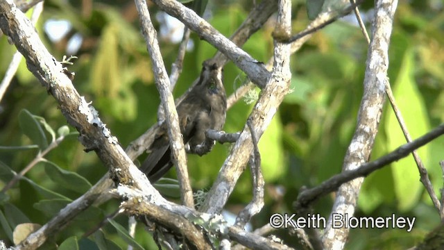 Brown Violetear - ML201003281