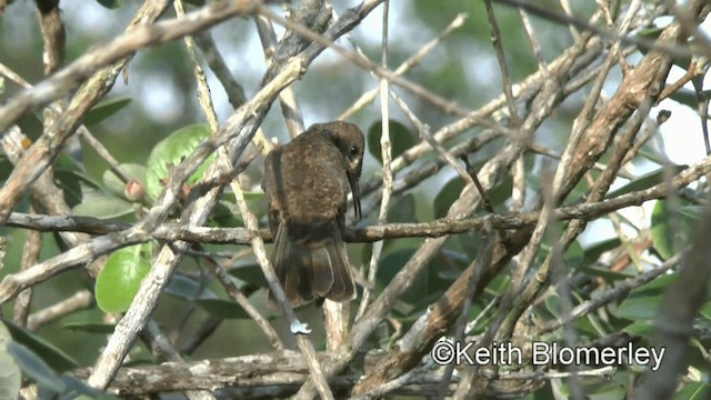 Brown Violetear - ML201003301