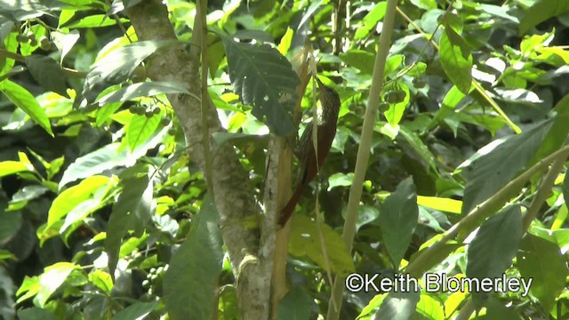 Streak-headed Woodcreeper - ML201003321