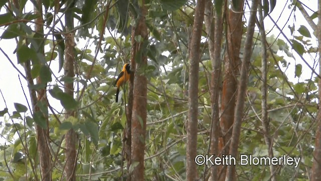 Oriole noir et or - ML201003361