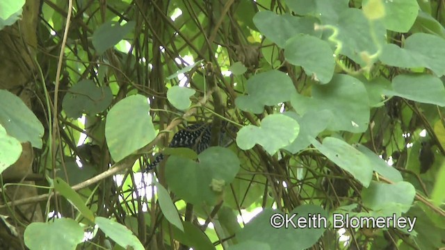 Bar-crested Antshrike - ML201003381