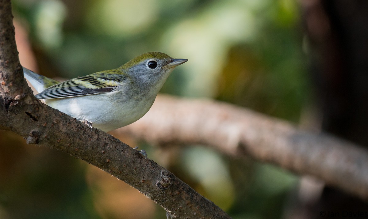 Chestnut-sided Warbler - Ian Davies