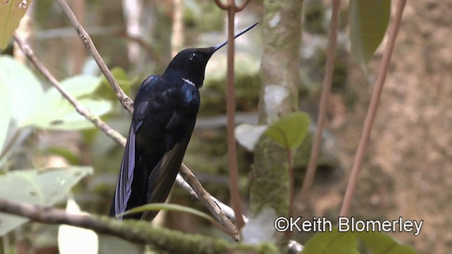 Blauschulterkolibri - ML201003411