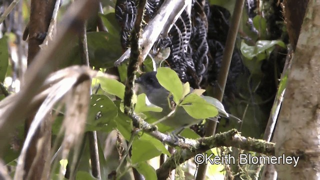 Olivgrau-Ameisenvogel - ML201003441