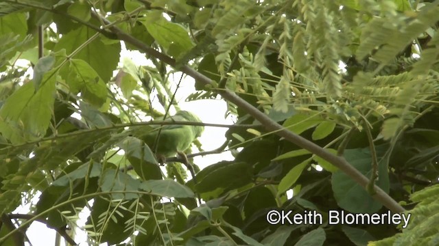 Spectacled Parrotlet - ML201003551