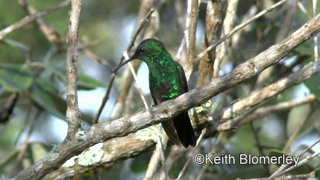 kolibřík indigovohlavý - ML201003561