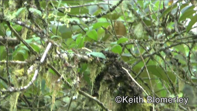 White-tailed Tyrannulet - ML201003571