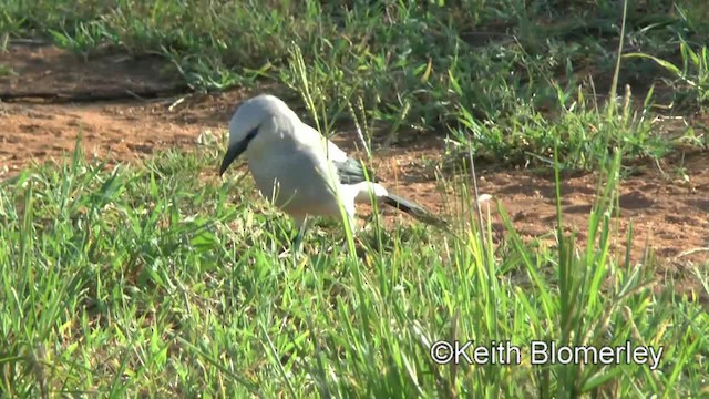 Stresemann's Bush-Crow - ML201003601