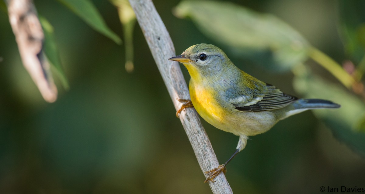 Northern Parula - Ian Davies