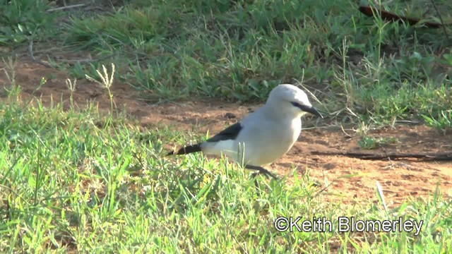 Stresemann's Bush-Crow - ML201003611