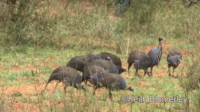 Vulturine Guineafowl - ML201003621