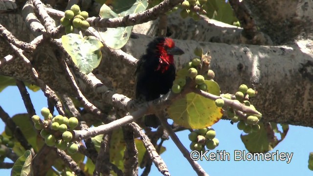 Black-billed Barbet - ML201003641