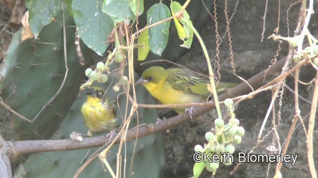 Baglafecht Weaver (Baglafecht) - ML201003651