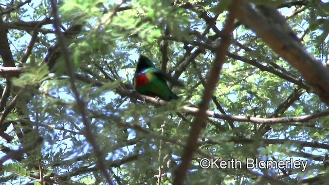 ウツクシオナガタイヨウチョウ（pulchellus） - ML201003681