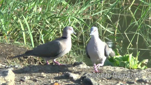 Gözlüklü Kumru - ML201003731