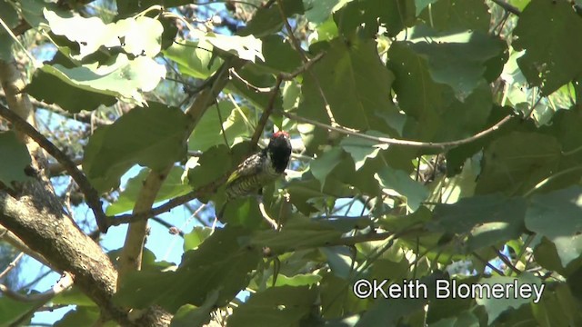 Wellenbartvogel - ML201003841