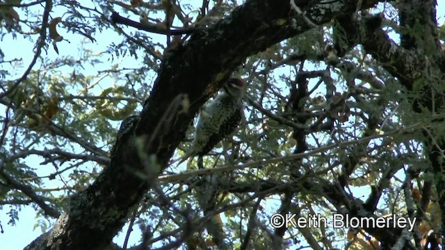 Nubian Woodpecker - ML201003851