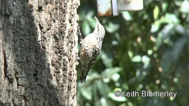 African Spotted Creeper - ML201003871