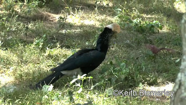 Silvery-cheeked Hornbill - ML201003881