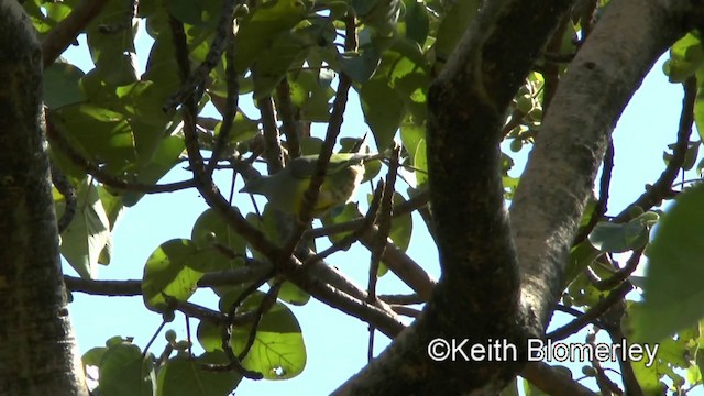 Bruce's Green-Pigeon - ML201003891