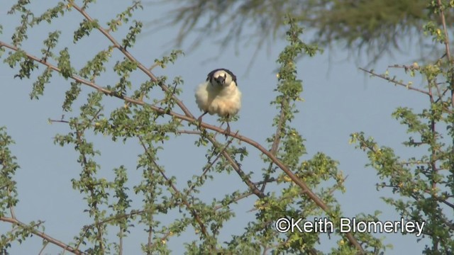 White-headed Buffalo-Weaver - ML201003971