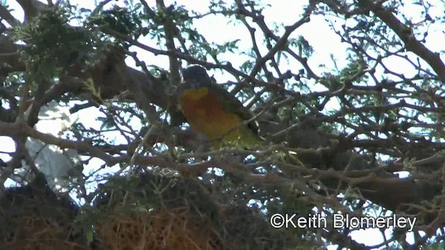 Gray-headed Bushshrike - ML201003991