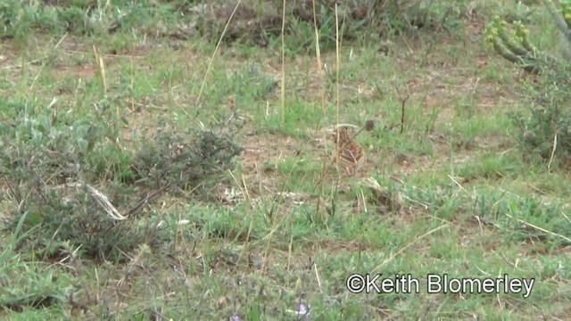 Fawn-colored Lark (Foxy) - ML201004001