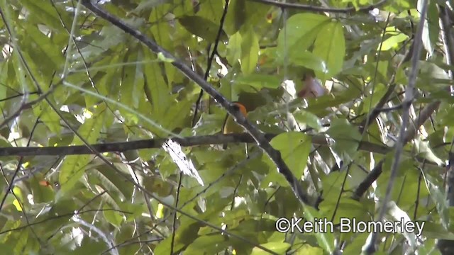 Orange-collared Manakin - ML201004031