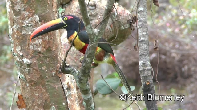 Fiery-billed Aracari - ML201004081