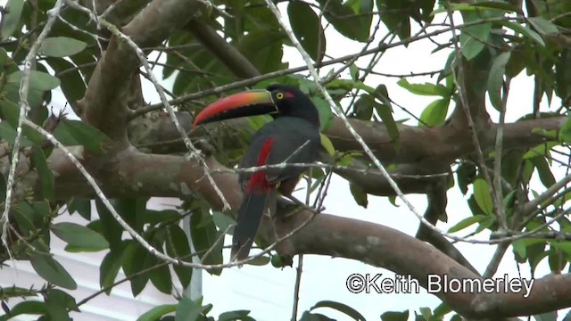 Araçari de Frantzius - ML201004091