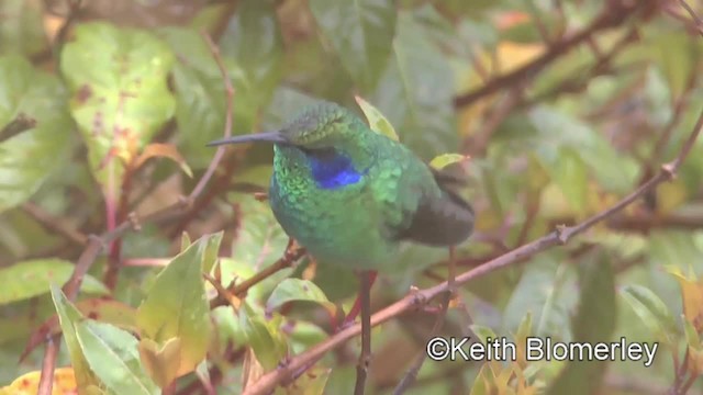 Colibrí Oreja Violeta Menor (de Costa Rica) - ML201004121