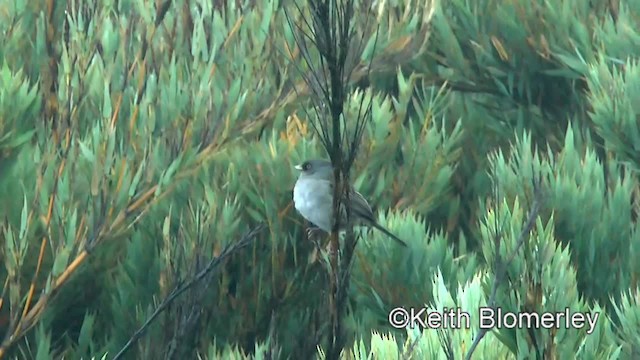 Junco des volcans - ML201004141