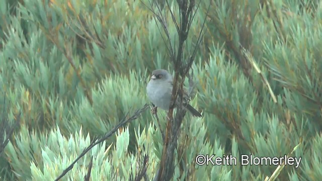 Junco de Los Volcanes - ML201004151