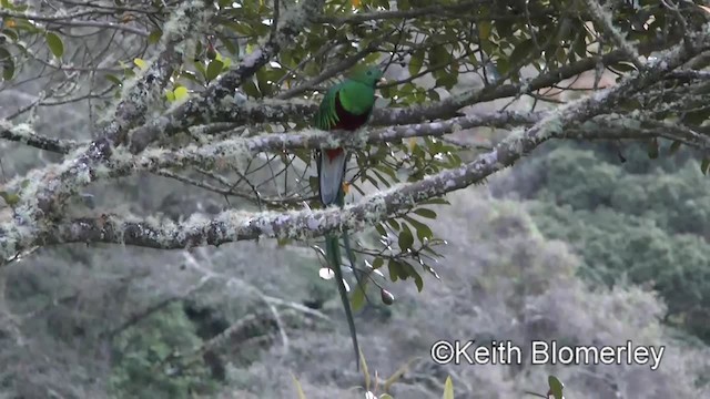 Quetzal resplendissant (costaricensis) - ML201004171