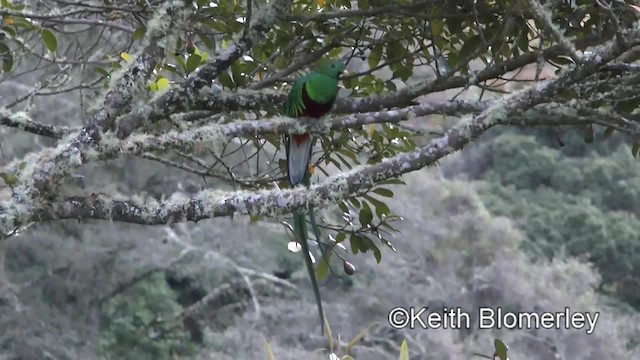 カザリキヌバネドリ（costaricensis） - ML201004171