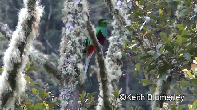 Quetzal resplendissant (costaricensis) - ML201004181