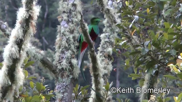 カザリキヌバネドリ（costaricensis） - ML201004181