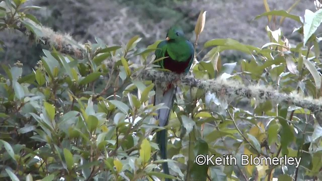 カザリキヌバネドリ（costaricensis） - ML201004191