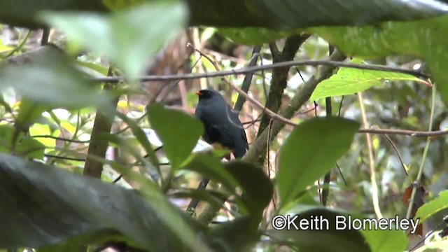 Black-faced Solitaire - ML201004241