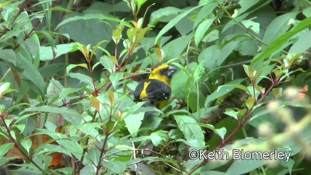 クロモモオウゴンイカル - ML201004261