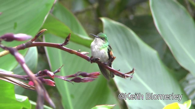 Stripe-tailed Hummingbird - ML201004281