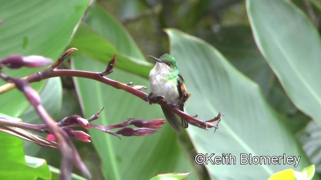 Şerit Kuyruklu Kolibri - ML201004281