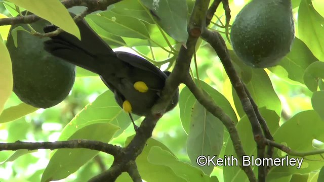 Yellow-thighed Brushfinch - ML201004371