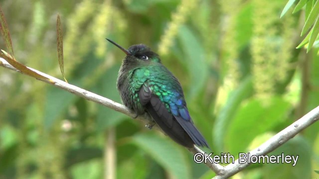 kolibřík ohnivobradý - ML201004381