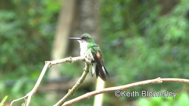 Stripe-tailed Hummingbird - ML201004411