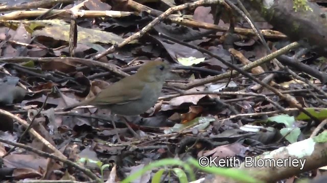 Ruddy-capped Nightingale-Thrush - ML201004431