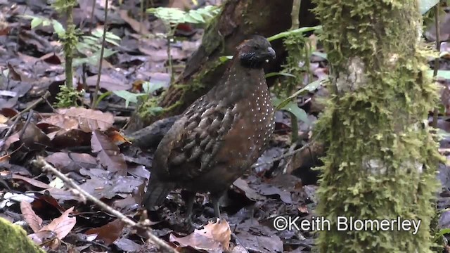 Spotted Wood-Quail - ML201004441