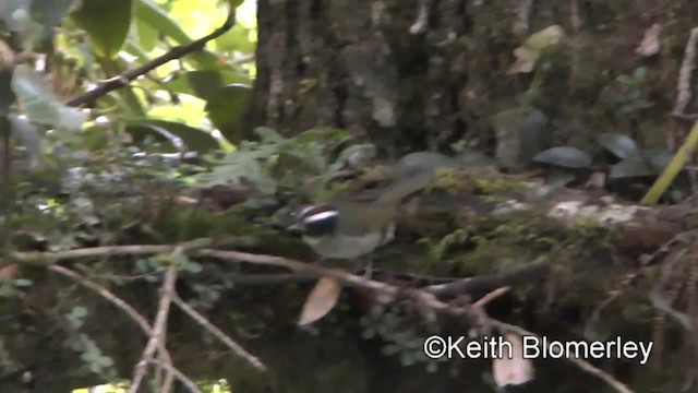 Black-cheeked Warbler - ML201004471